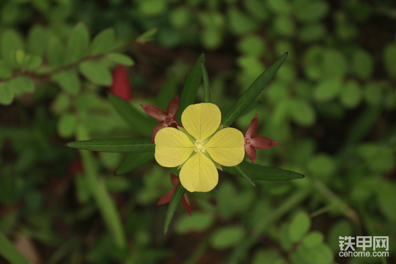 不知名的花