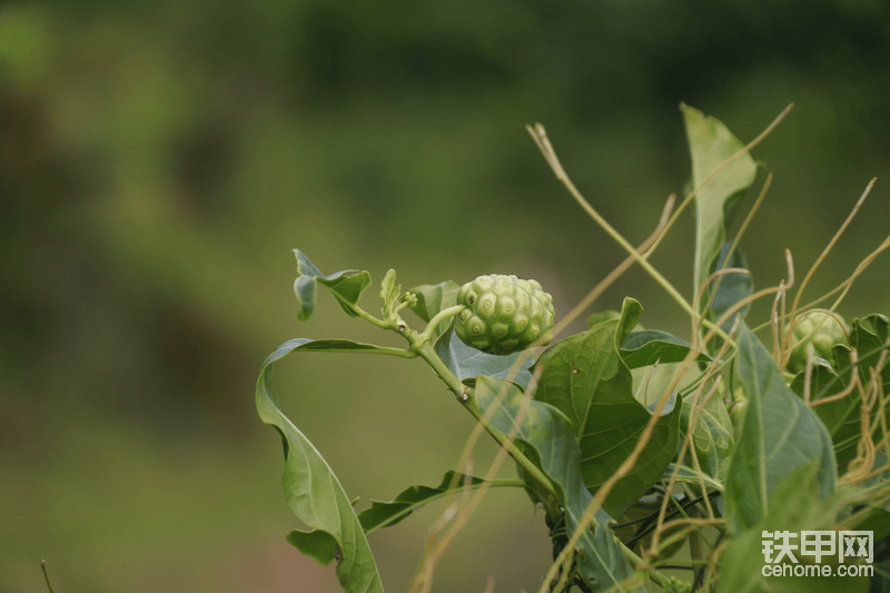 尼諾果