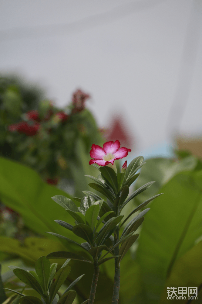 不知名的花