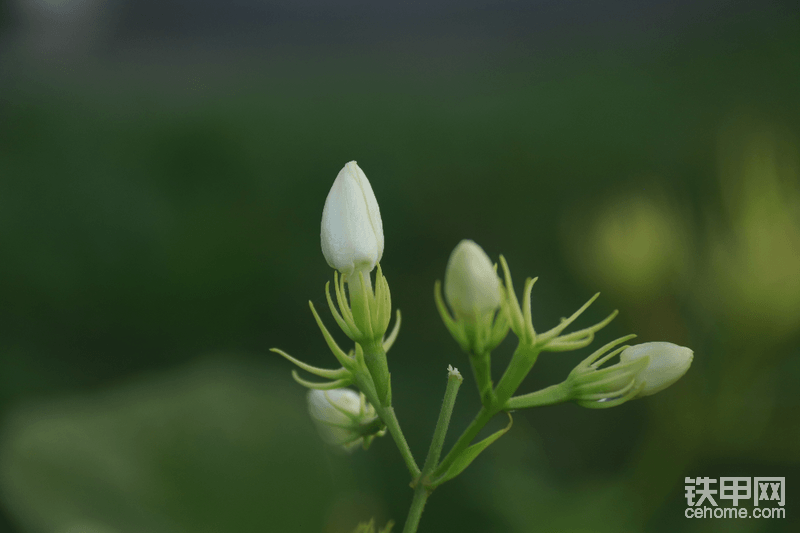 茉莉花