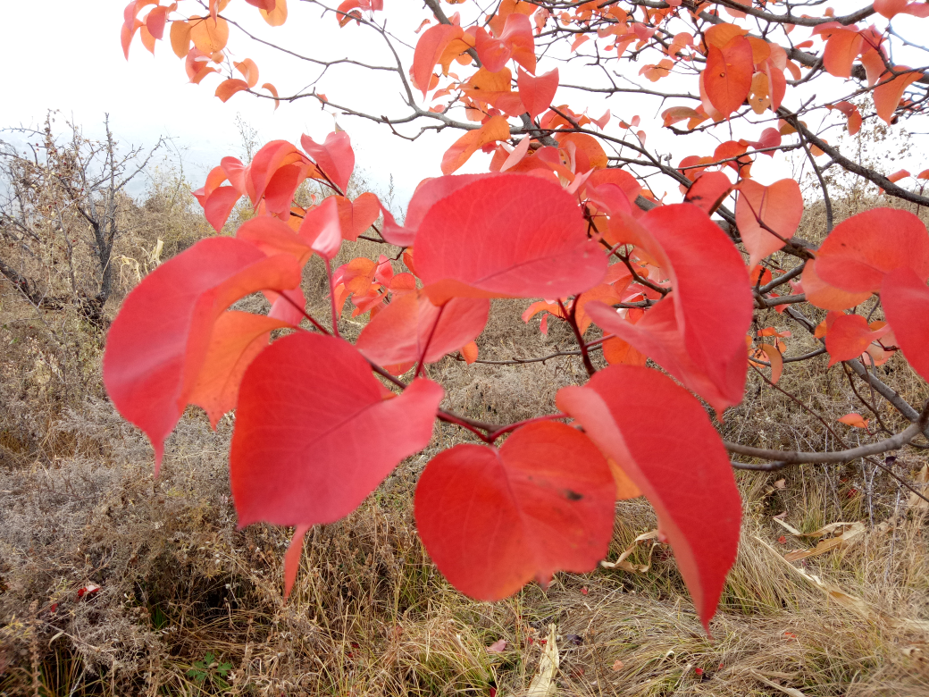 【我的鐵甲日記第429天】霜葉紅似火