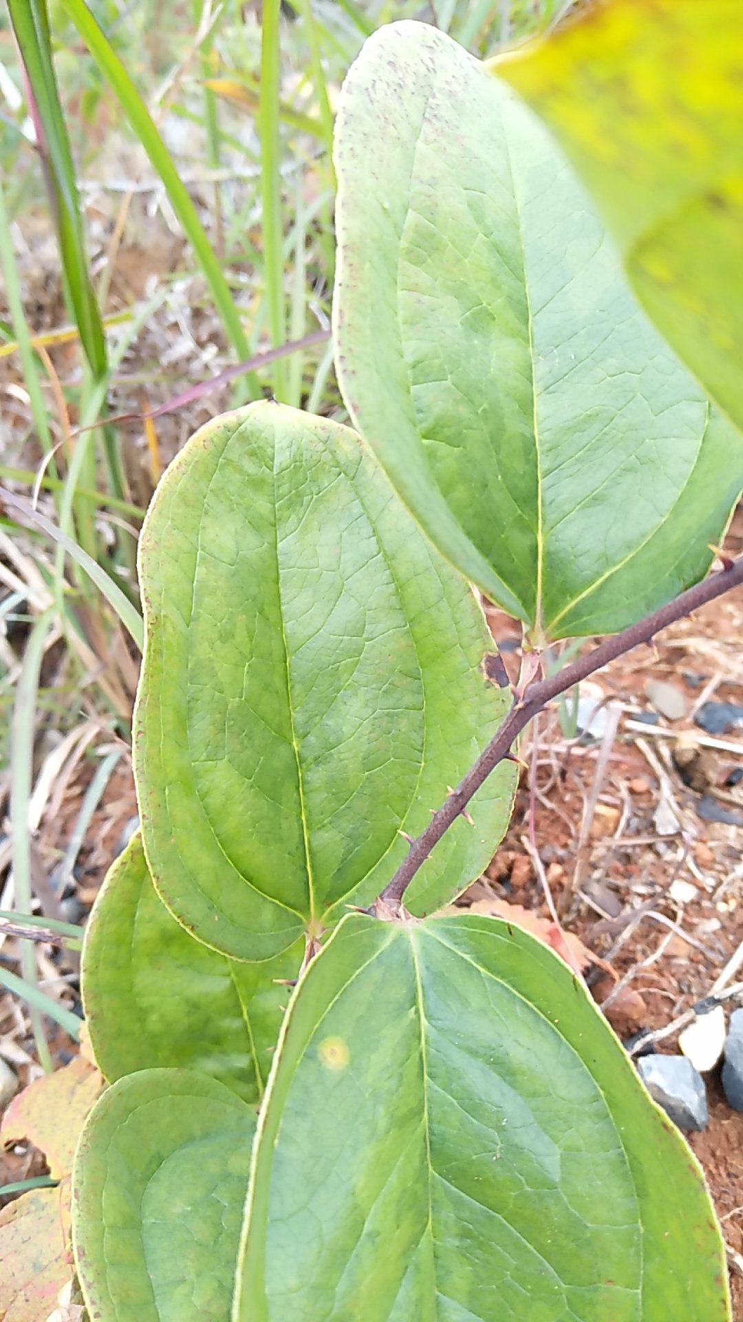 【我的鐵甲日記第124天】有沒有都能叫出植物名字朋友