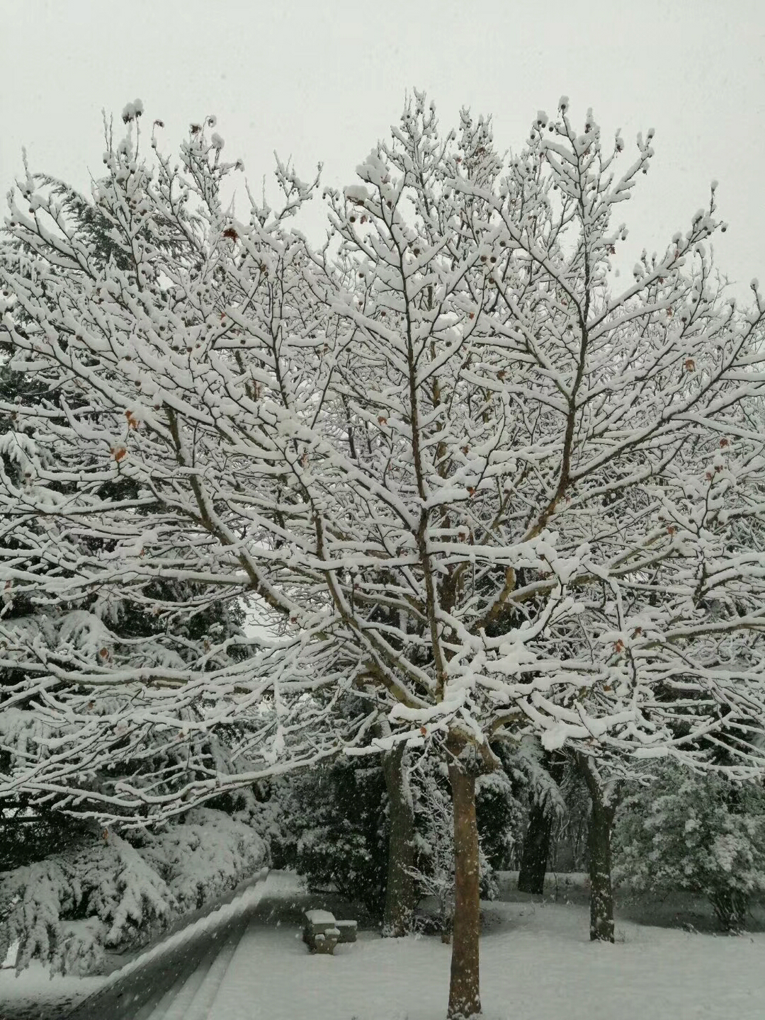 老鐵們看看美麗的雪景吧