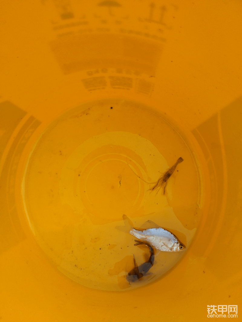 好大的魚(yú)，回去燉湯<img class="smiley" src="/img/smiley/new/tiejia3.gif">
