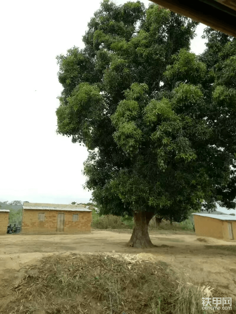 好大一颗芒果树，像这样的数还是蛮多的