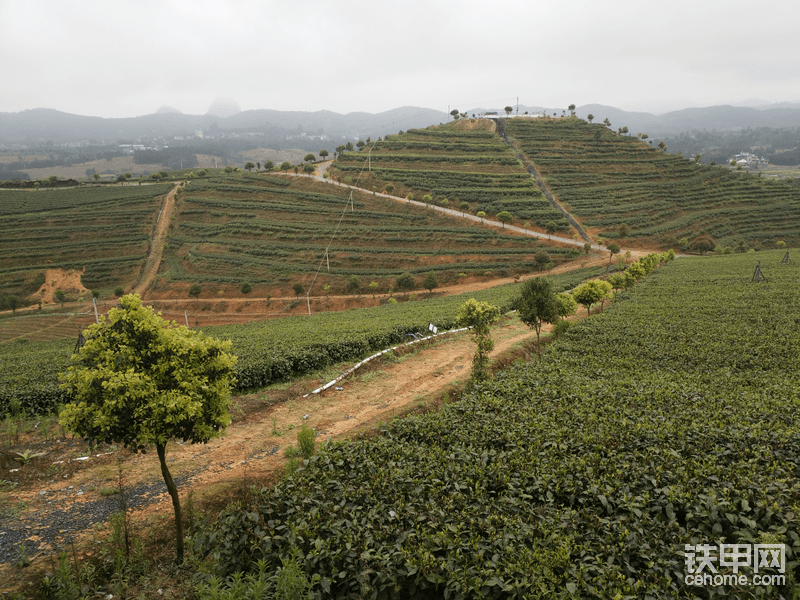 對(duì)面就是我家的山，現(xiàn)在租出去種茶葉了