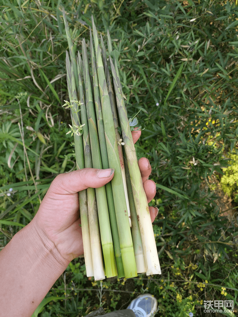 泥筍，炒雞蛋好吃