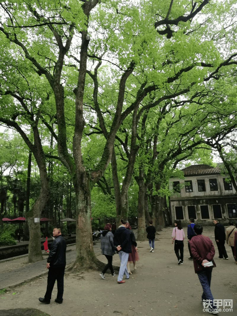 有30棵樟树