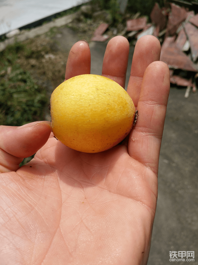 這枇杷大個(gè)！