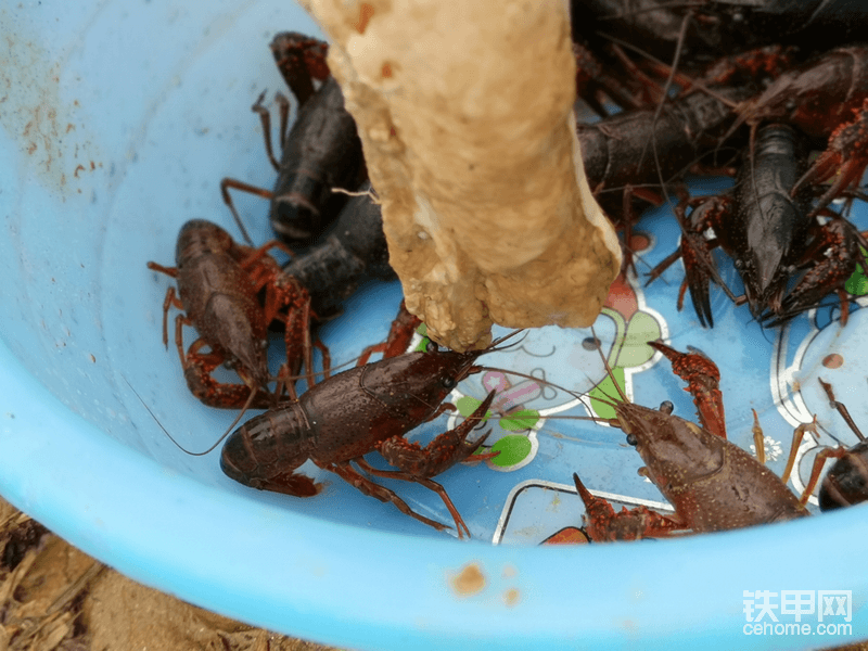 来快点吃肉