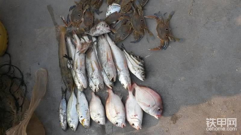 撒網(wǎng)捕魚，全是小魚小蝦。