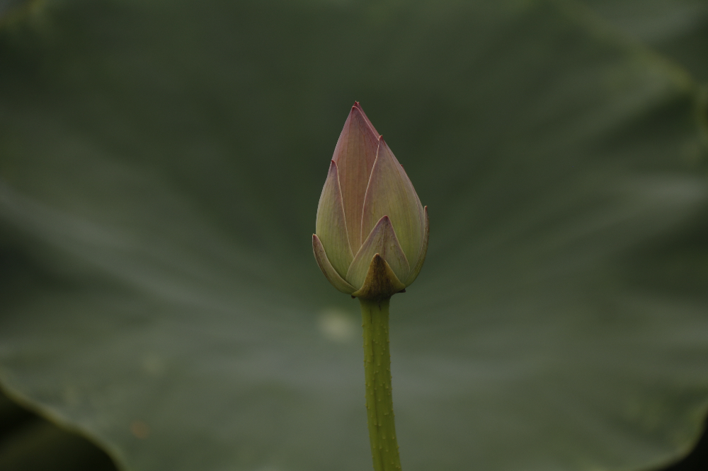 連年有余