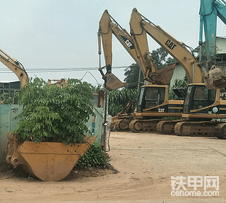 斗里草两米多高了