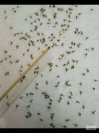 夜班得防止蚊子