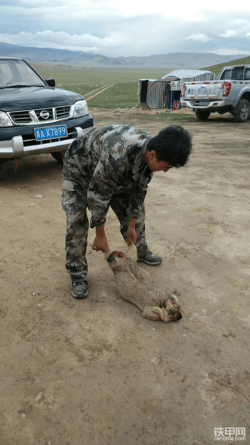 土撥鼠