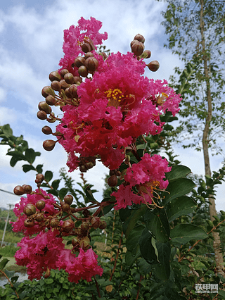 情人节