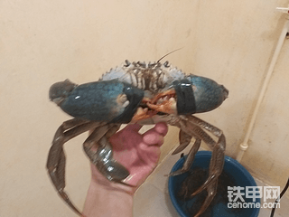 菲律宾大青蟹