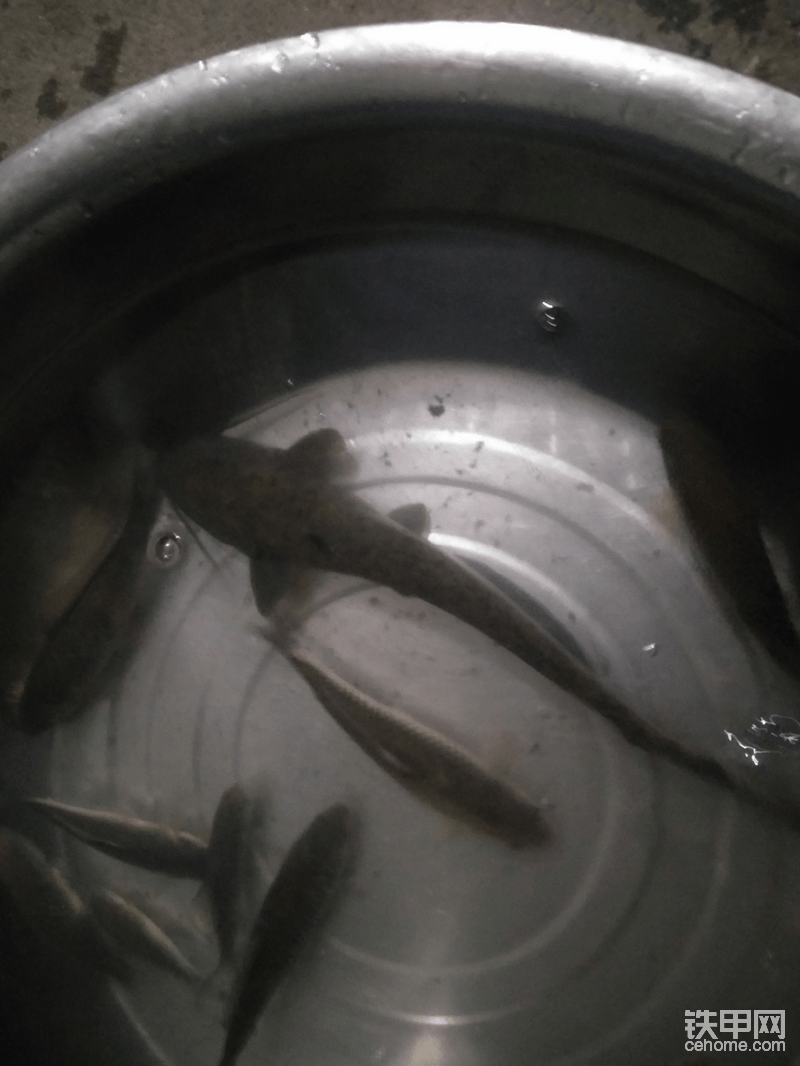 鯰魚一條