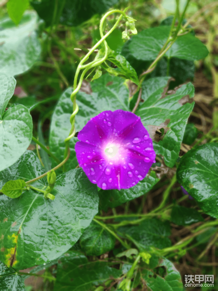 小雨滴灑落在花瓣上