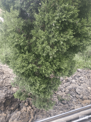 爱护环境人人有责