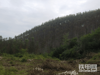 广西范围有哪里收树根，二代树。