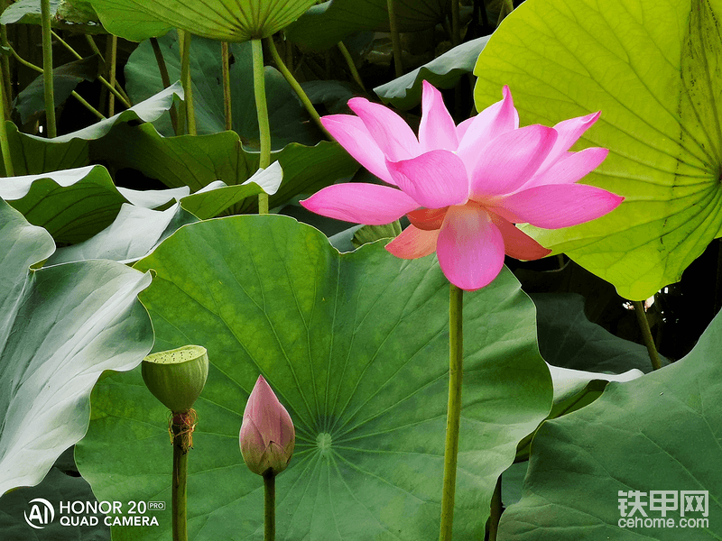 花儿正当红，有多少人想要把自己当做那朵花……