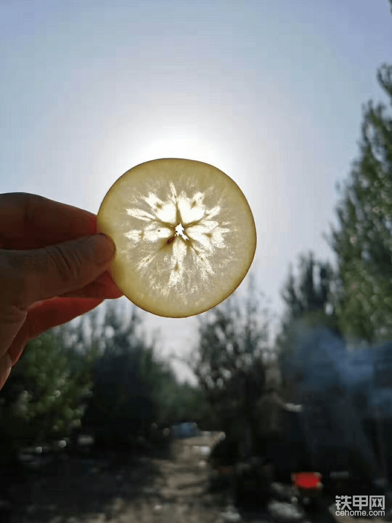 正宗的冰糖心苹果