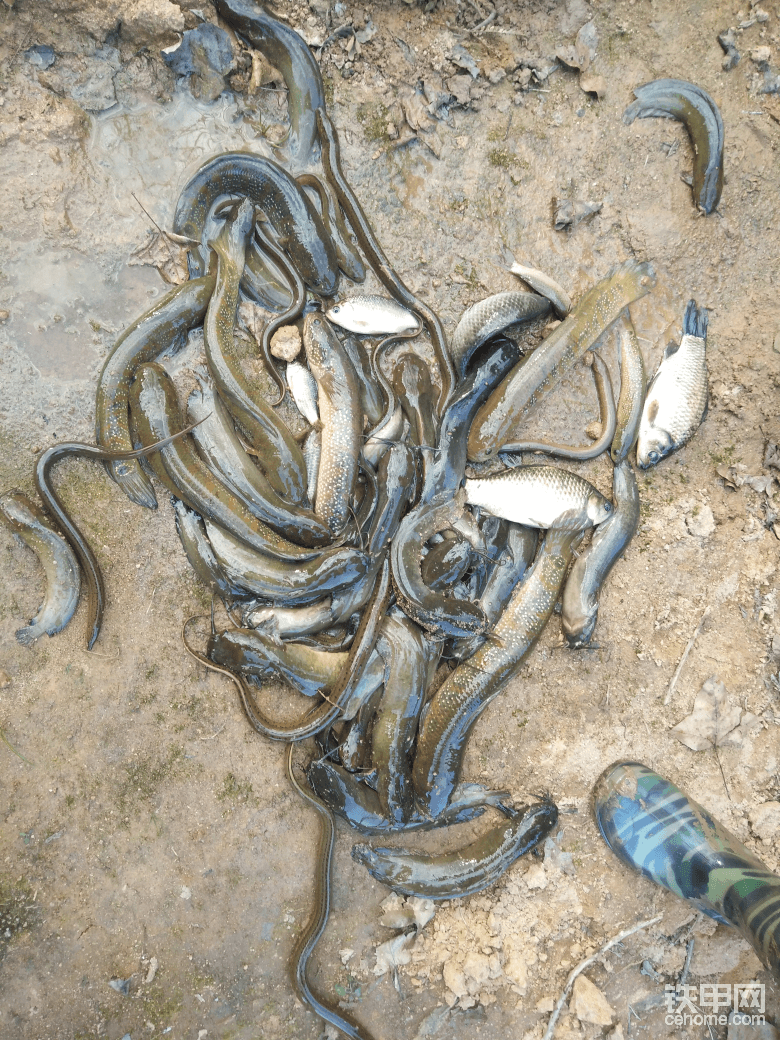 水庫沒做完先挖了點魚加加餐哈哈哈！