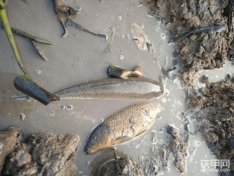 水還沒放干魚挺多的，抓了點鯉魚都送人，拿了只草魚回去煮