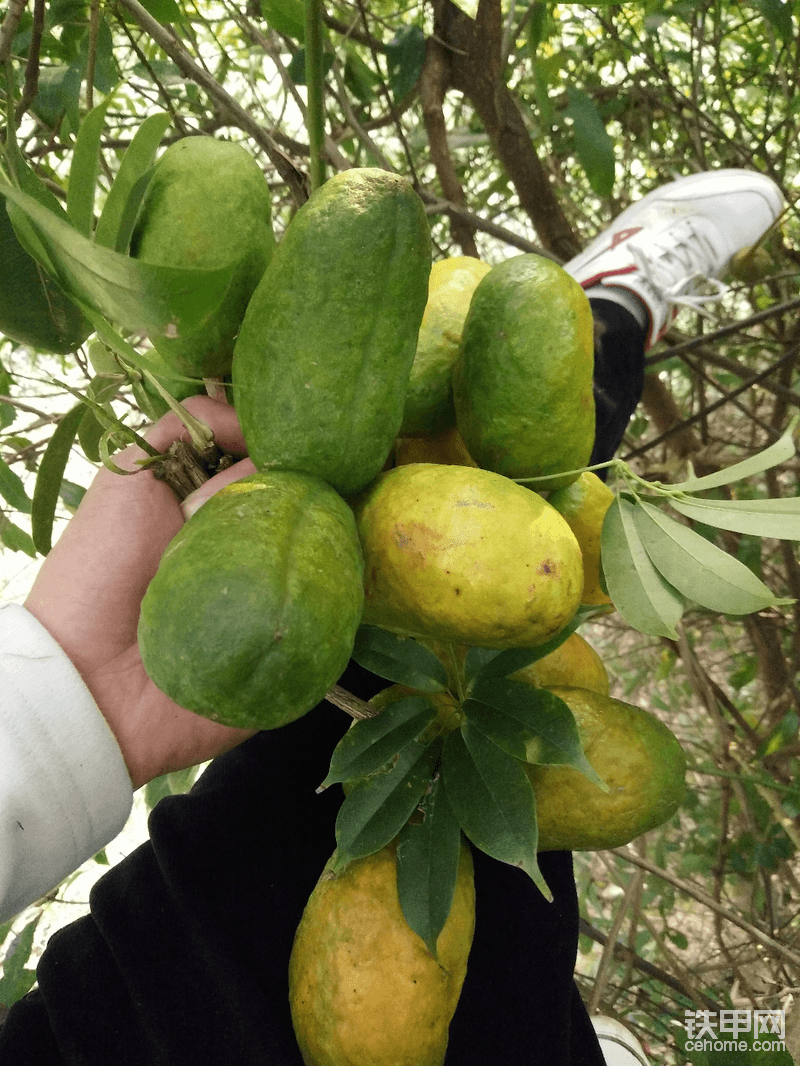修路的時候在路邊摘的，快熟了放幾天比較好吃，我們這邊都叫拿藤，這東西好吃??就是籽多哈哈哈，干挖機這行在南方的甲友們基本都吃過吧。
