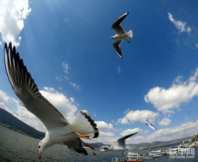 海闊憑魚躍天高任鳥飛，拍于昆明滇池。旁邊有一處房建在施工，螺旋鉆在打洞。這里的地質(zhì)結(jié)構(gòu)看樣子都是紅土地，沒有巖石。