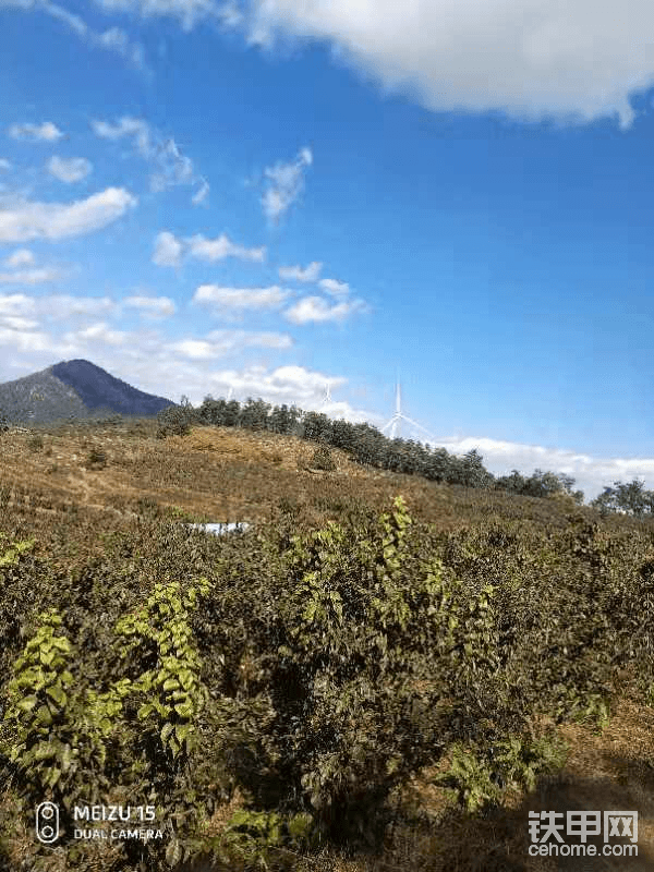 圖片來自：君為紅顏醉