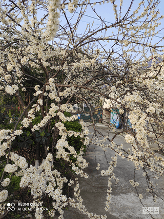 春暖花开