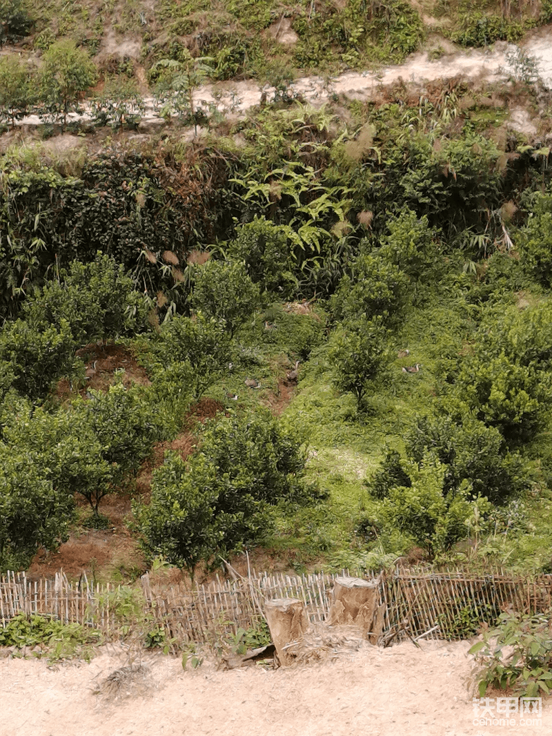 这张找亮点，在半山上干活，一转过去就看到山叫下居然有一群大鹅个个不动看着我！！<img class="smiley" src="/img/smiley/new/tiejia3.gif"><img class="smiley" src="/img/smiley/new/tiejia3.gif"><img class="smiley" src="/img/smiley/new/tiejia3.gif">