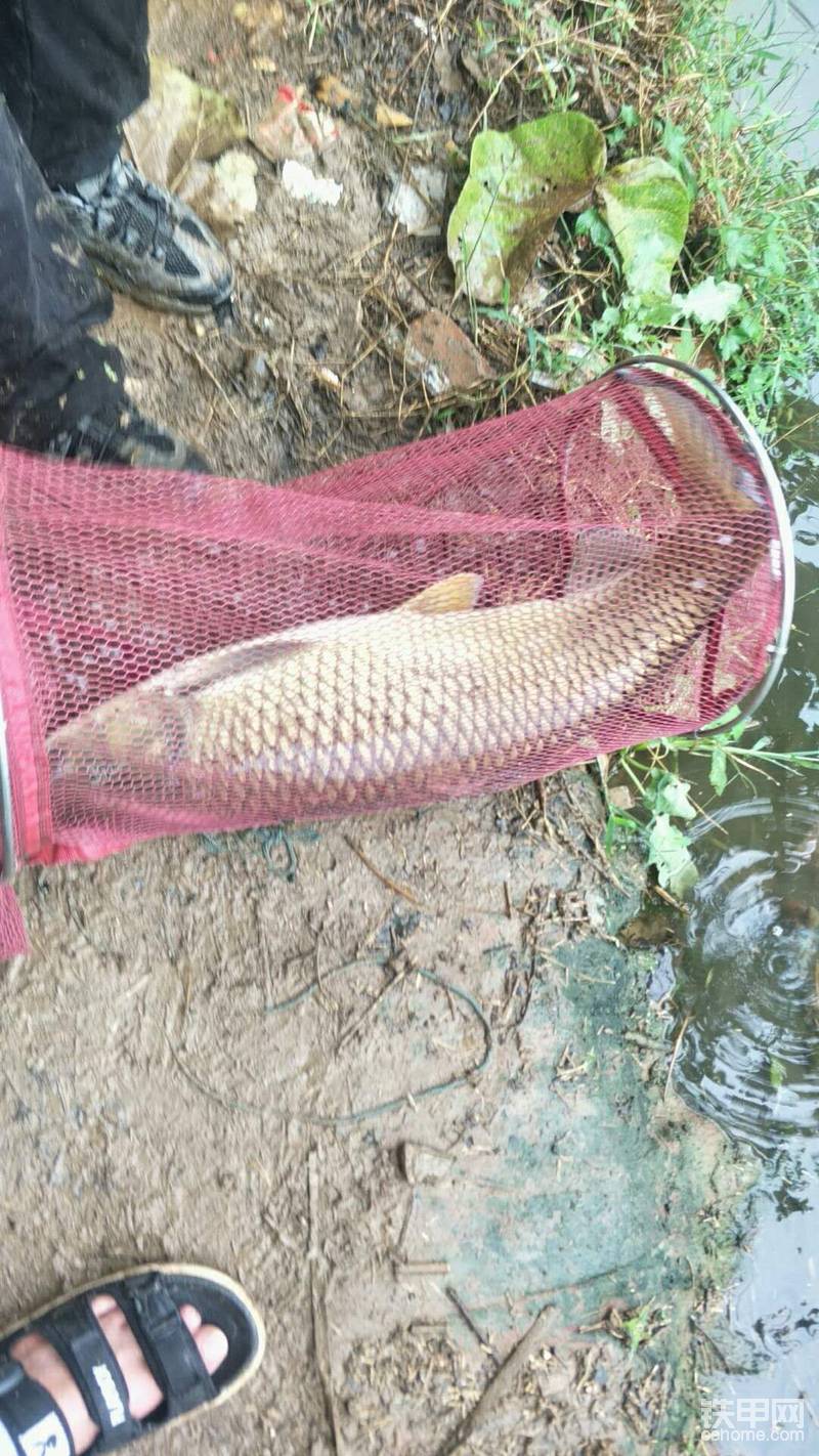 前年釣的大草魚，11斤多
