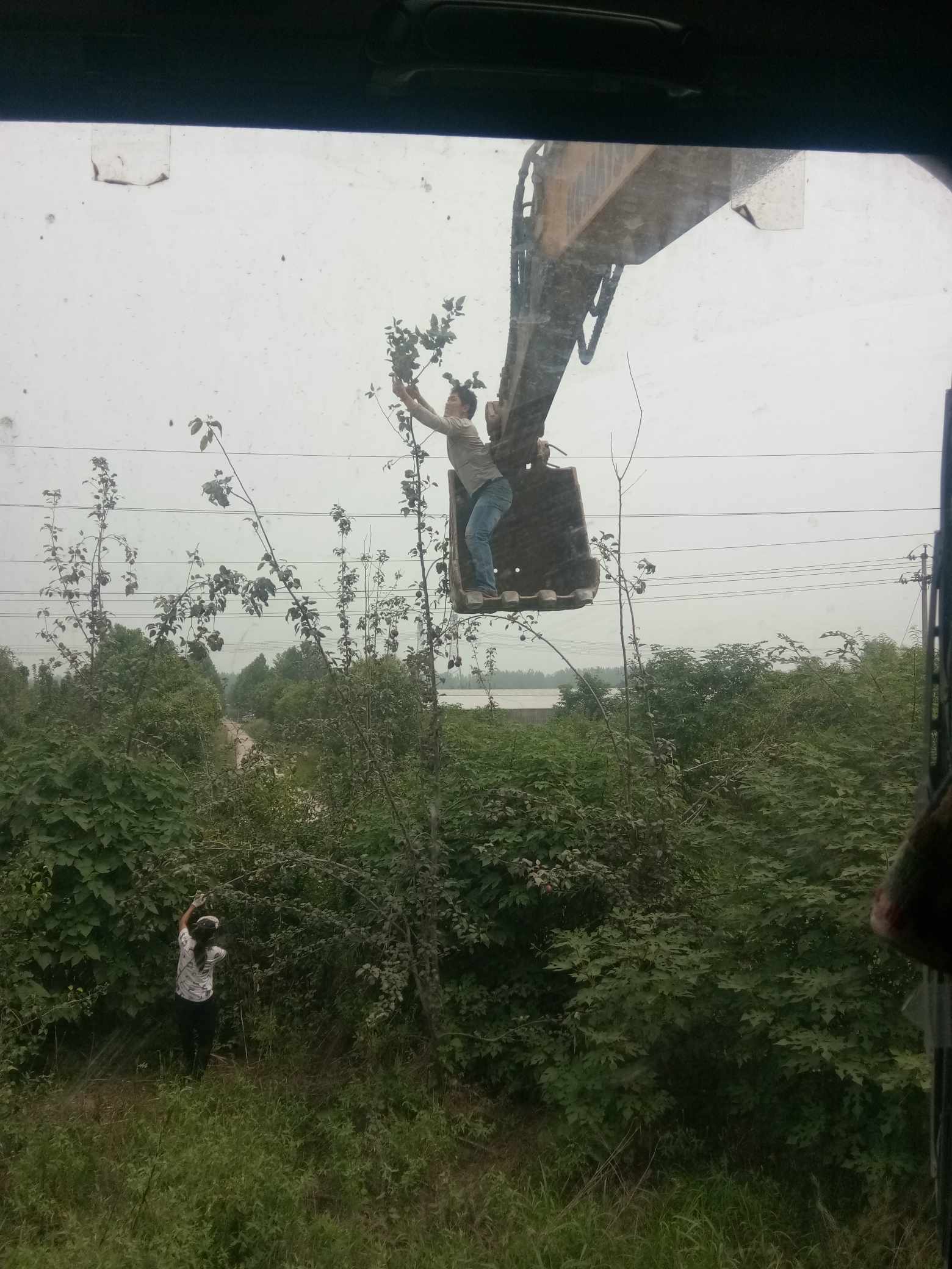 開(kāi)著鉤機(jī)摘梨吃