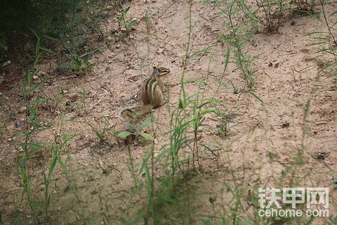 松鼠🐿