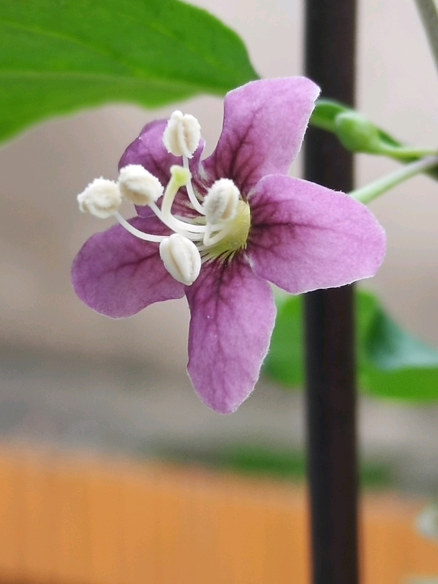 枸杞花花兒開