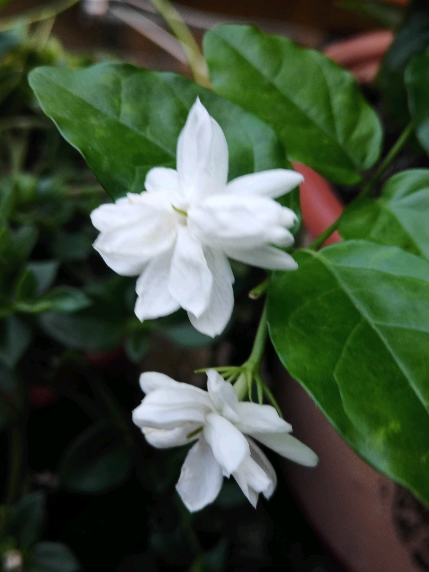 枸杞花花兒開