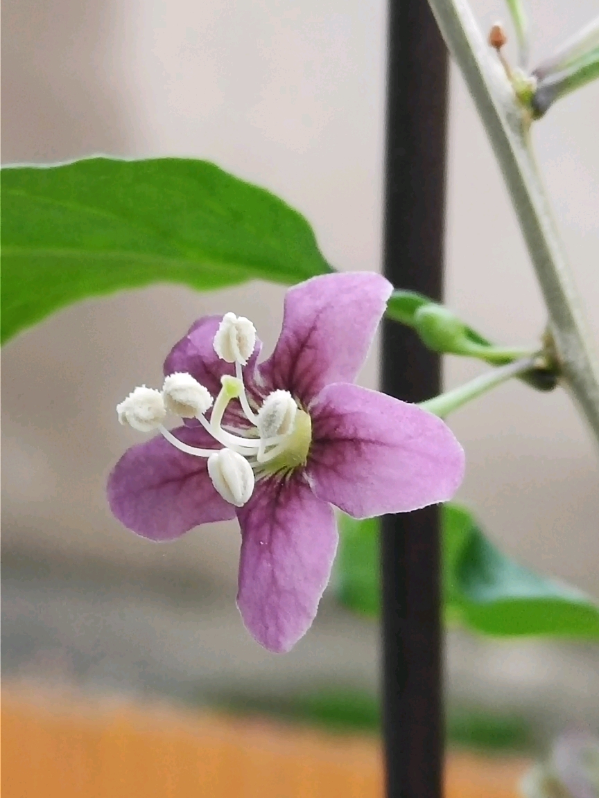 枸杞花花兒開