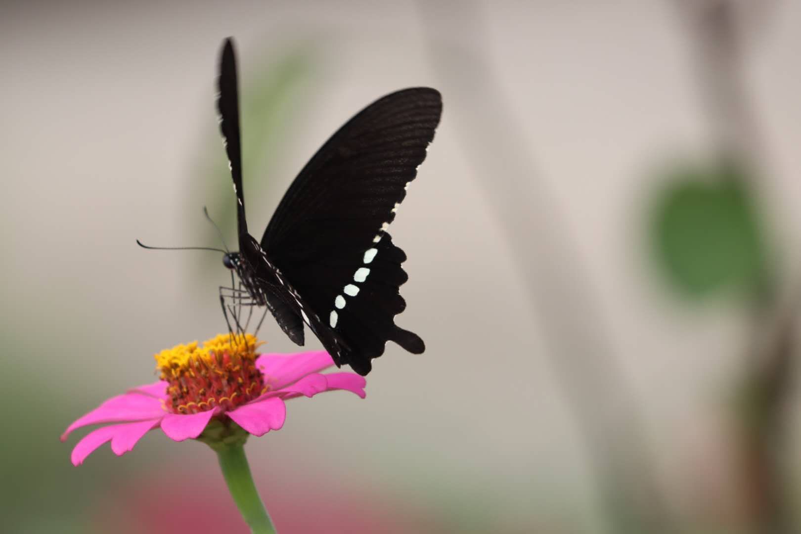 蝶戀花