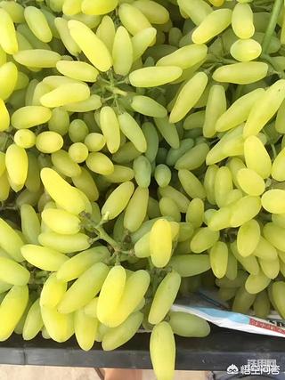 葡萄熟了