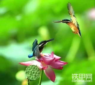 鸟与荷塘