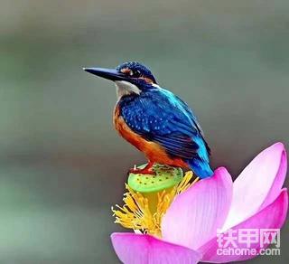 鸟与荷塘