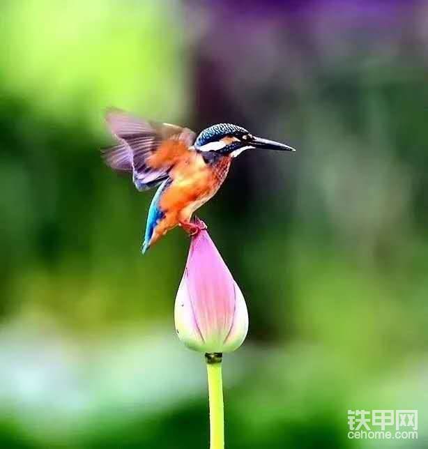 鸟与荷塘-帖子图片