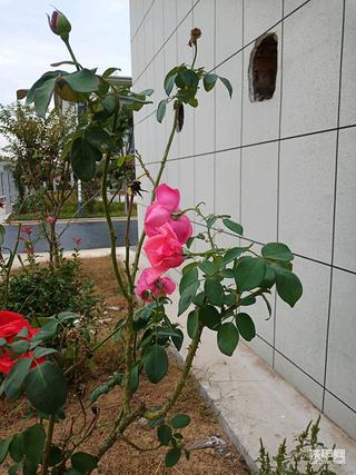 花儿美
