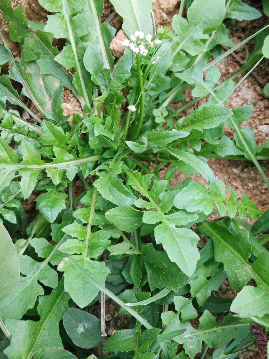 昨天挖的野菜