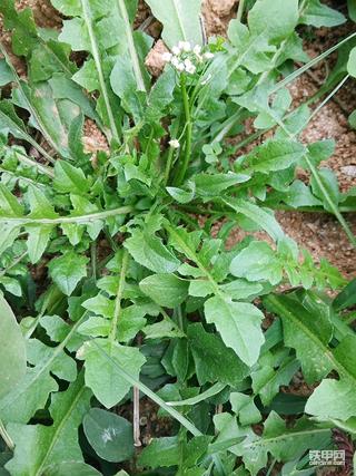 昨天挖的野菜