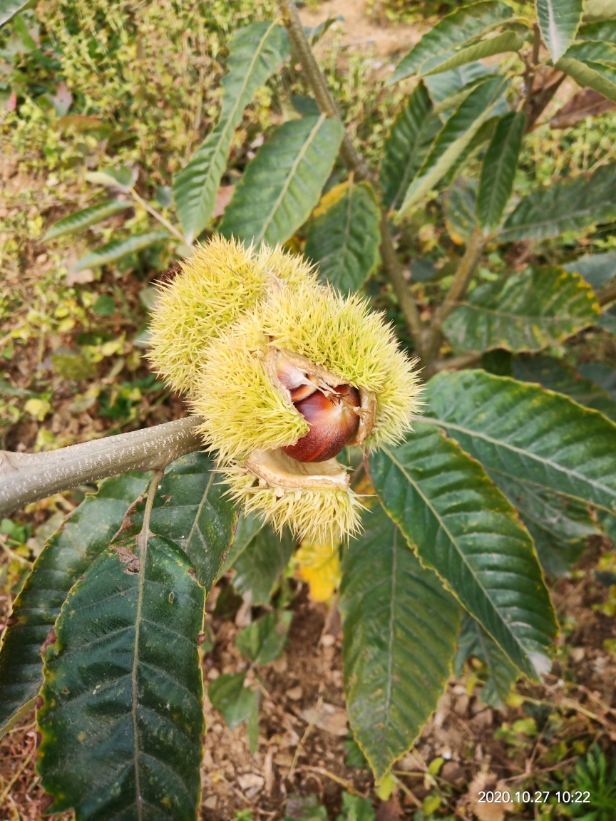 野果