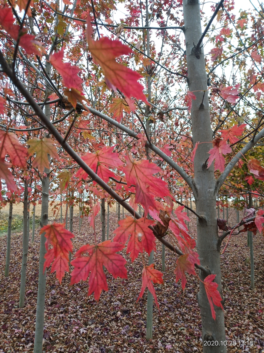 霜葉紅于二月花